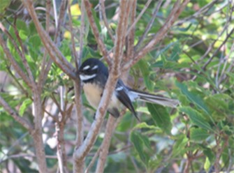 Fantails