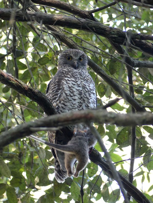 Powerful Owl