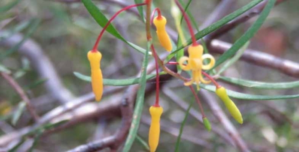 Interesting Discovery during Agnes Banks Walk