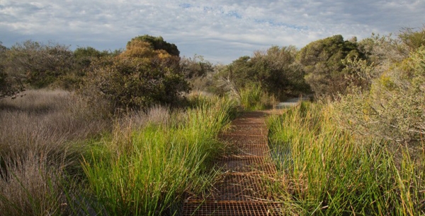 Guided Aboriginal Heritage Walk around North Head