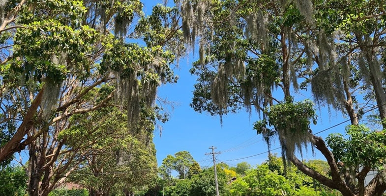 Spanish Moss: A serious environmental weed