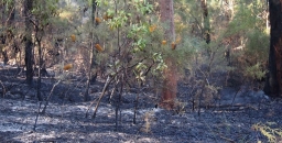 How Western USA Forests Respond to Fire