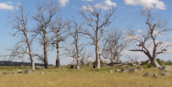 Invitation to Participate in the Recent Climate-driven Ecological Change in Australia Project