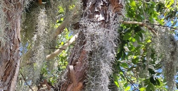 Spanish moss