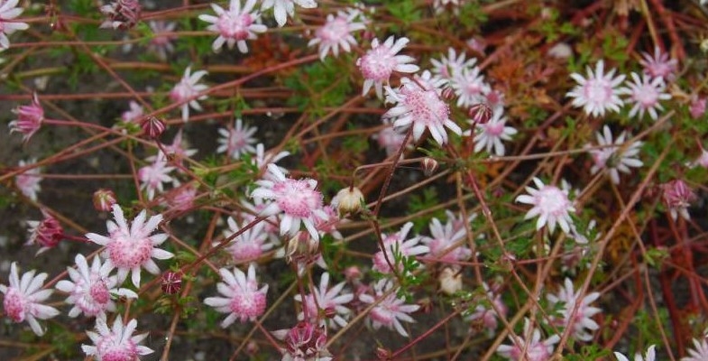 Wonderful Displays of Pink Flannel Flowers